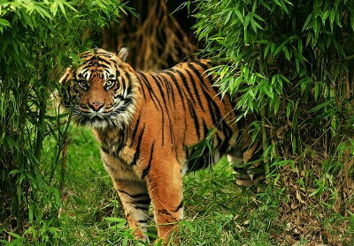 BKSDA Riau Kerahkan Penembak Jitu Buru Harimau yang Terkam Warga Inhil