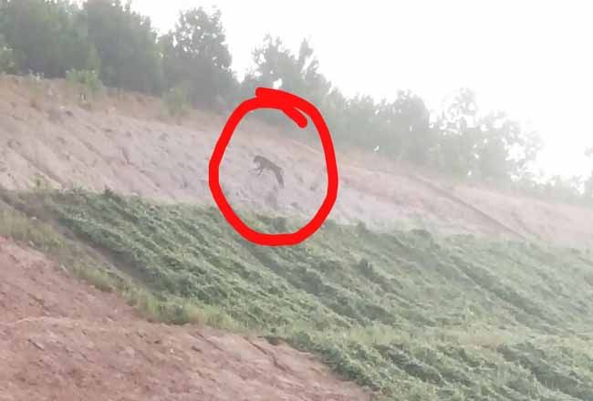 Tol Pekdum Area Perlintasan Harimau Sumatera