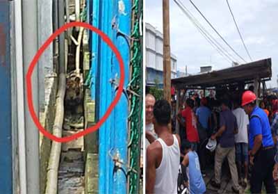 Harimau Sumatra Terjebak di Antara Ruko Milik Masyarakat Inhil