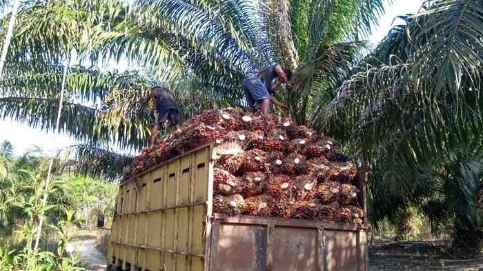 Naik Terus Harga Sawit Riau Tembus Rp 2.643,72/ Kg