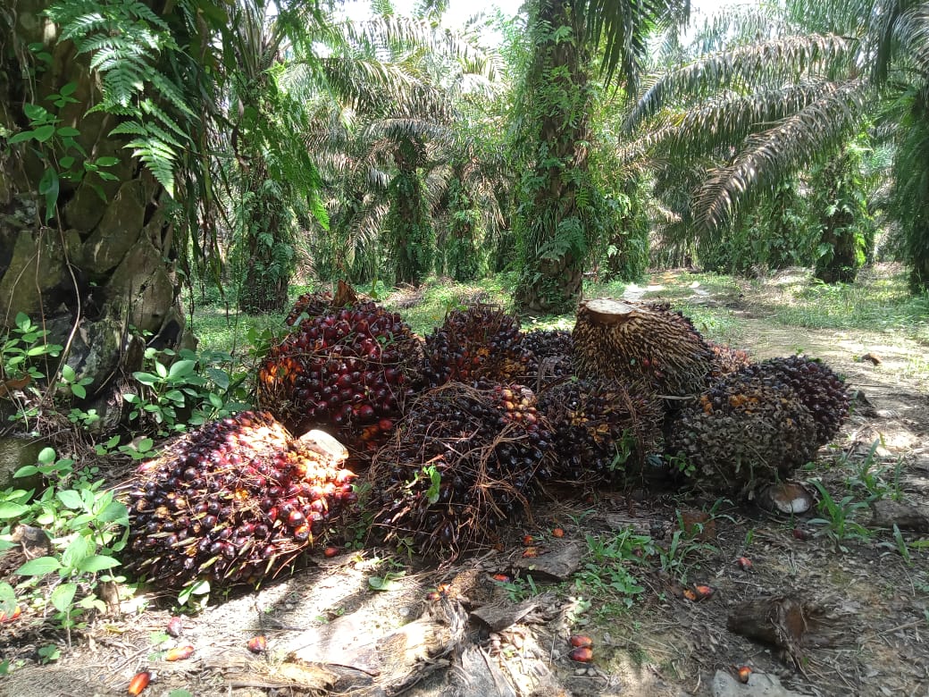 Naik Lagi, Harga Sawit Tembus Rp 3.680,16 Per Kilogram