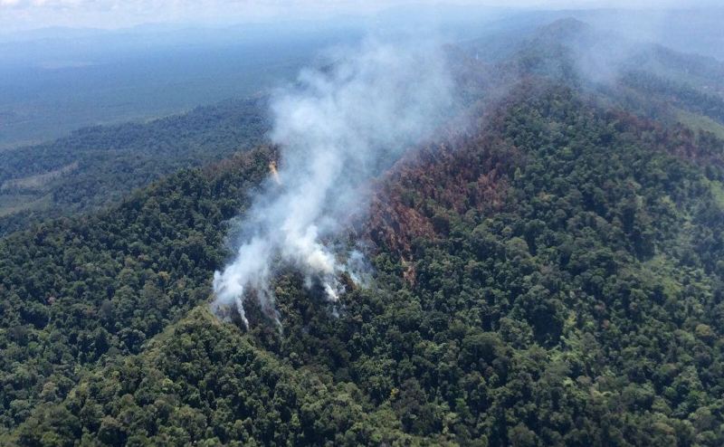 Sulit Dijangkau, 50 Hektare Hutan Lindung Bukit Suligi Riau Ludes Terbakar