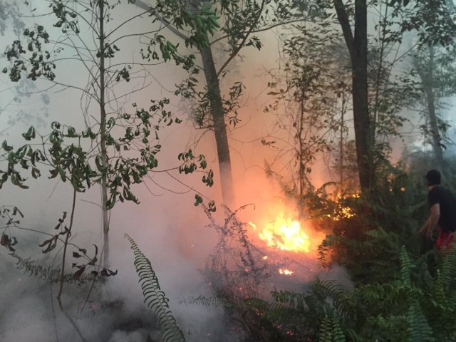 Gawat, Api Karhutla di Pontianak Mulai Mendekati ke Permukiman Warga