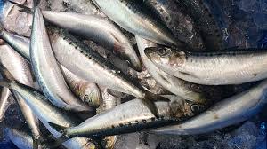 Pekanbaru Pasok Ikan dari Daerah Pesisir