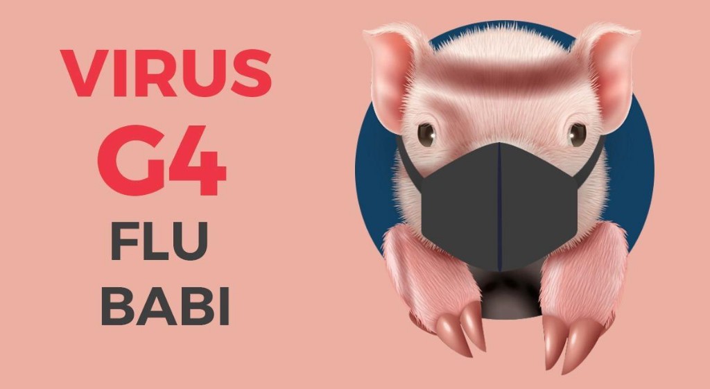 Ditakutkan Jadi Pandemi, Kemenkes Sebut Flu Babi Tak Seberat COVID-19