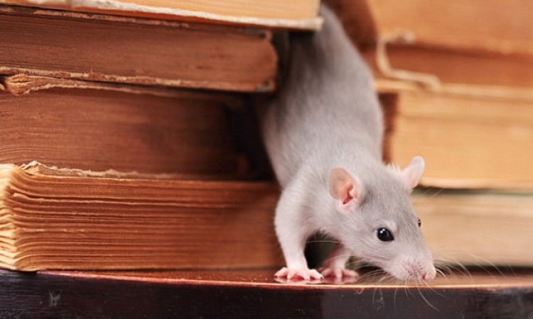 Tak Perlu Pakai Racun, Enyahkan Tikus Pembawa Virus  