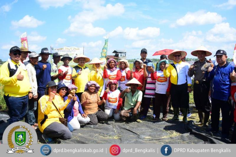 Ketua dan Anggota DPRD Mengikuti Acara Panen Raya Padi di Desa Harapan Baru