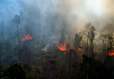 Pemkan Meranti Bangun Kandang Kambing untuk Atasi Kebakaran Hutan dan Lahan