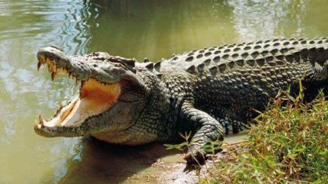 Cuci Kaki di Sungai Reteh, IRT di Talang Jangkang Tewas Diterkam Buaya