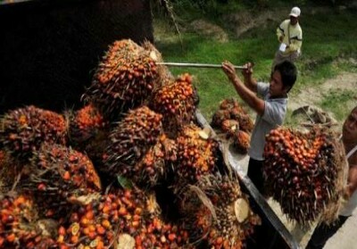 Harga TBS Anjlok, Petani Kelapa Sawit di Riau Menjerit