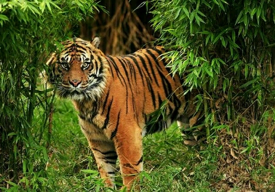 Harimau Sumatera Masuk Pemukiman di Pelalawan Mulai Serang Ternak Warga