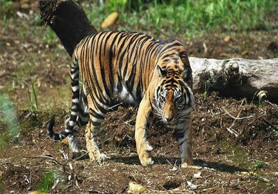 Buruh Panen Akasia di Inhil Tewas Diterkam Harimau Sumatera