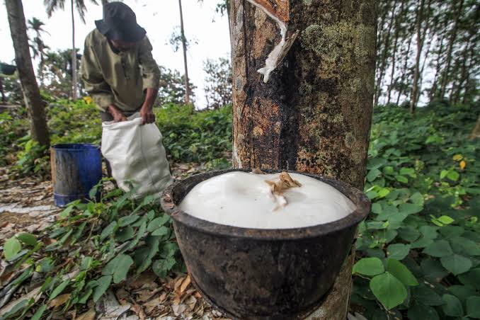 Harga Karet Riau Pekan Ini Fluktuatif, di Rohil Naik Rp1.000 per Kg 