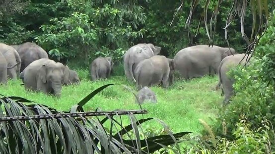 Pasca Halau Belasan Gajah Liar, BBKSDA Riau Tetap Pantau Lokasi