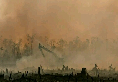 Hingga Februari Ini Karhutla di Riau Terus Meluas Capai 919,41 Hektar