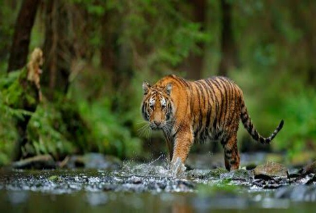 Warga Diminta Waspada, Harimau Sumatera Liar Berkeliaran di Perbatasan Pekanbaru-Kampar