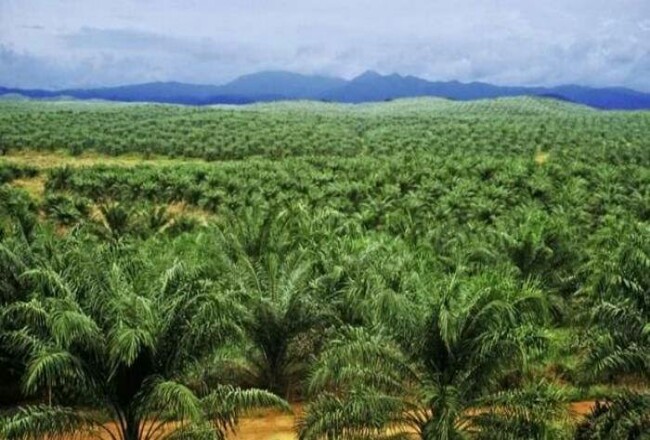 Gubri Sebut 2,4 Juta Hektare Kebun Sawit di Riau Nunggak Pajak