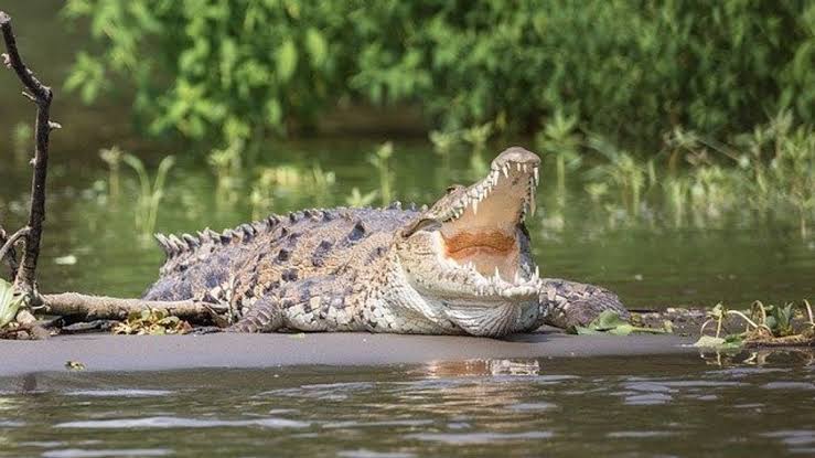 Berenang di Sungai, Pelajar SMP di Inhil Tewas Diterkam Buaya 