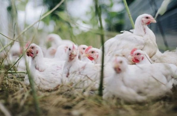 Heboh Ayam Rp 770.000/Ekor & Babi Rp 9 Juta/Ekor 