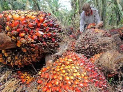 Harga Sawit Riau Turun Hingga Rp102,26 per Kg 