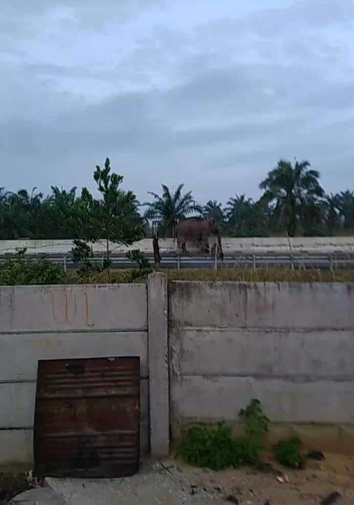 BBKSDA Riau Ungkap Penyebab Gajah Masuk Tol Permai