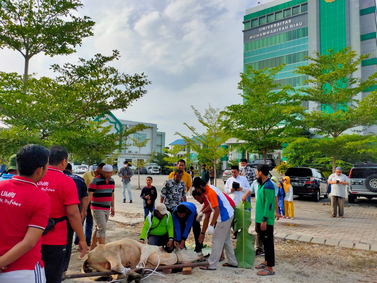 Tahun Ini, UMRI Sembelih 4 Ekor Sapi dan 2 Ekor Kambing
