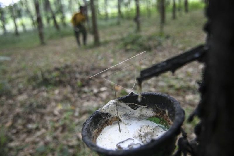 Pekan ini Harga Karet Fluktuatif, Pinang Turun Tipis