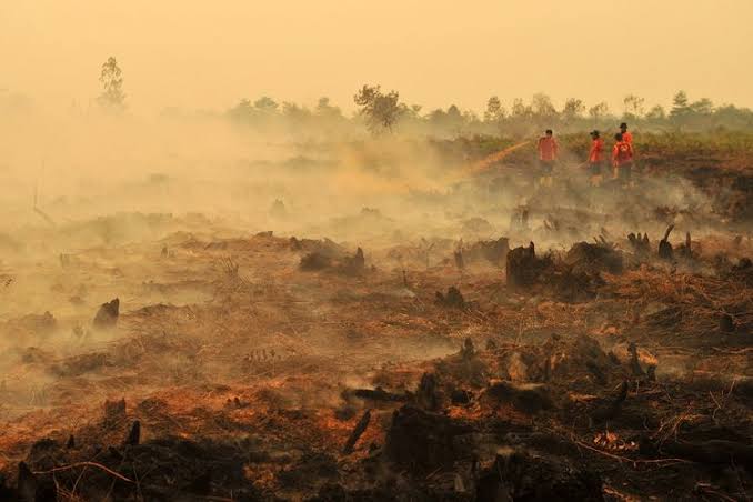 Fantastis, Walhi Sebut Kerugian Karhutla di Jambi Capai Rp145 Triliun