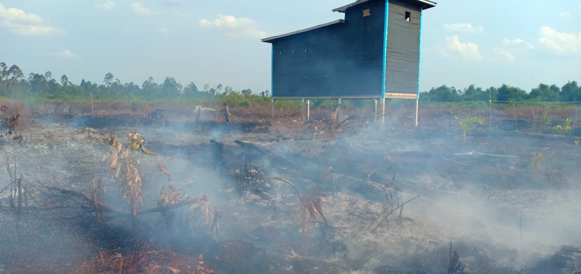 Sehari 5 Hektare Lahan di Meranti Ludes  Terbakar
