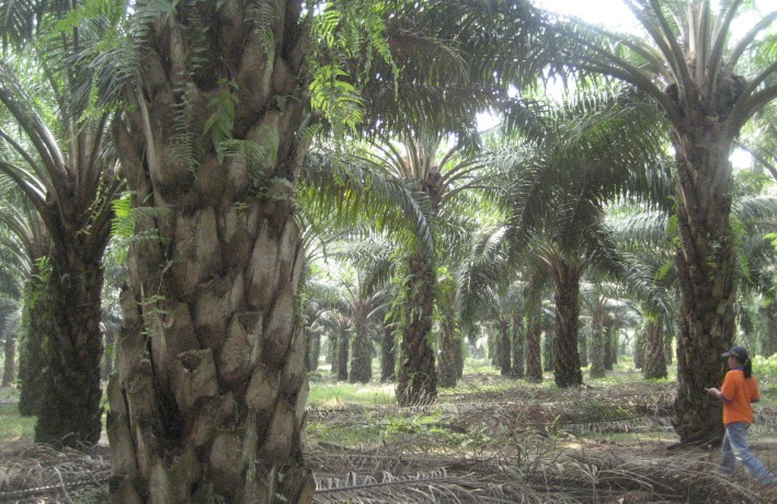 Miris, Pekerja Sawit di Riau Konsumsi Narkoba Untuk Gaya Hidup Sehari-hari