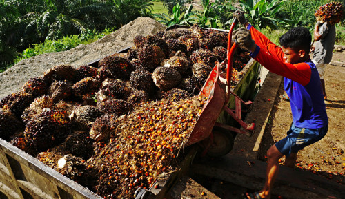 Pekan Ini Harga Sawit Riau Rp2.361,59 per Kg