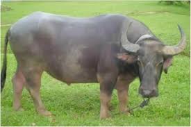 19 Kerbau di Tapteng Mati Tersambar Petir Bersama Penggembala