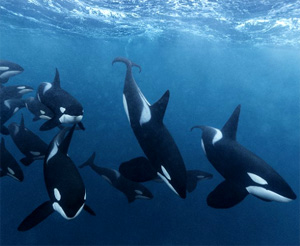 Ditanya soal Kehadiran Paus Orca di Laut Tropis, Susi Pudjiastuti Colek Presiden