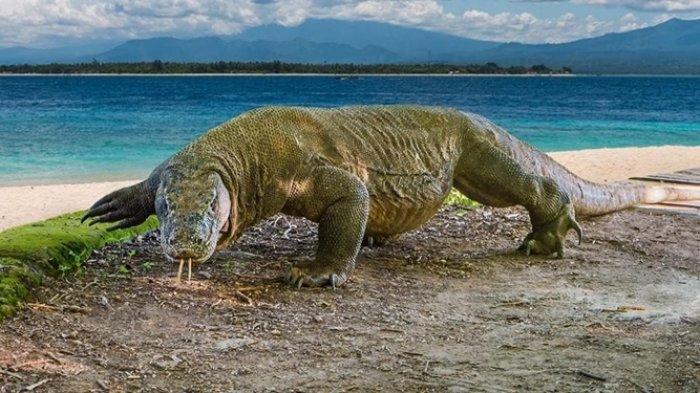 Komodo Dijual Rp 500 Juta, Gubernur NTT Miris dan Marah!