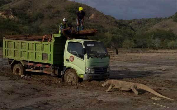 KLHK Bantah Bangun Jurassic Park di Pulau Rinca Komodo