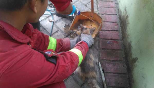Tim Rescue DPKP Pekanbaru Evakuasi Seekor Kucing Terjebak di Tembok