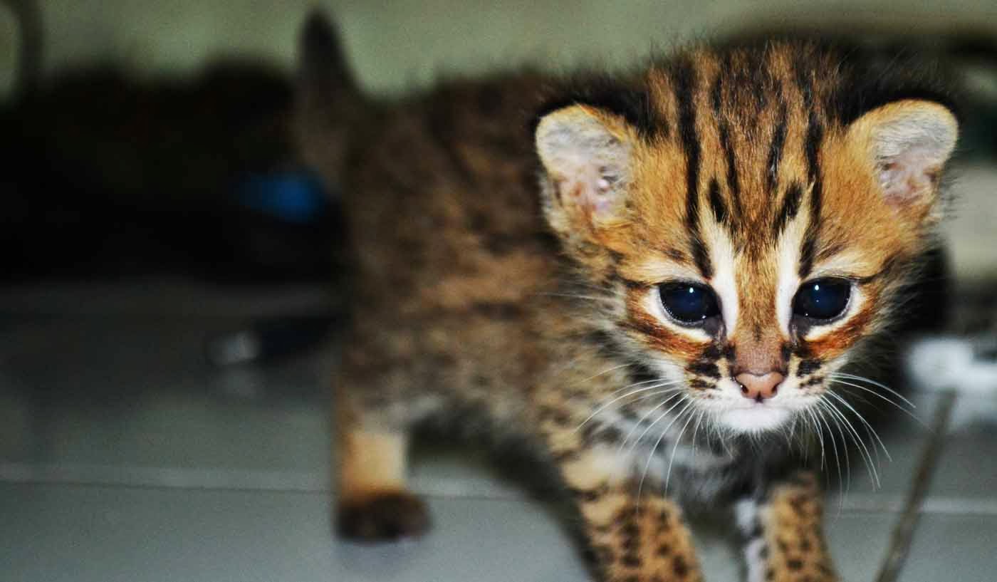 BBKSDA Riau Rawat Kucing Hutan yang Diserahkan Warga