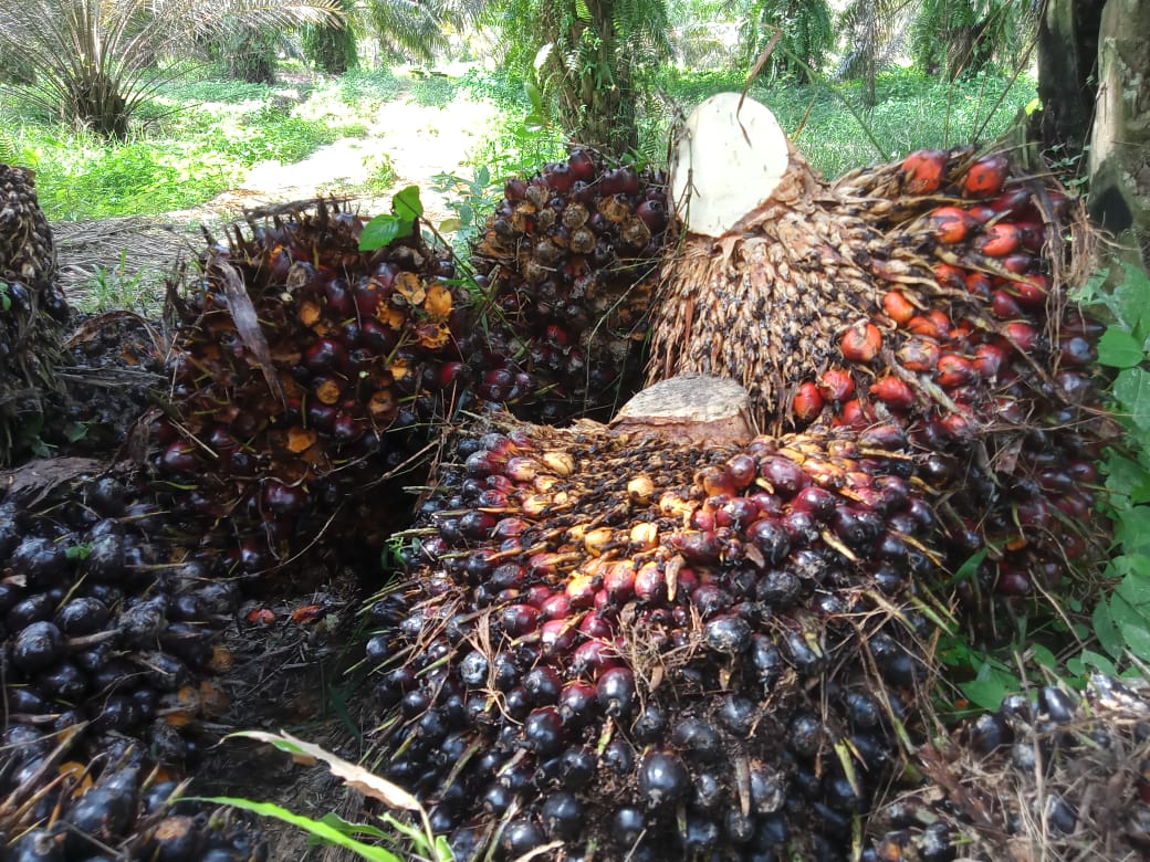 Meroket ! Harga Sawit Riau Capai Rp Rp3.930,94 Per Kg
