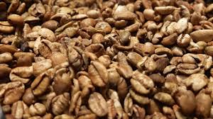 Dinas Perkebunan Meranti Salurkan Bibit Kopi Liberika Unggulan