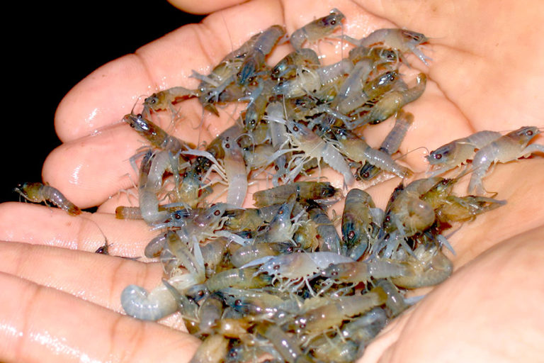 Sah, Ekspor Benih Lobster Kini Diperbolehkan