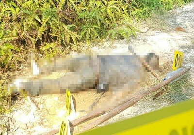 Diduga Korban Pembunuhan, Mayat Lelaki Ditemukan di Kawasan Kantor Walikota Pekanbaru