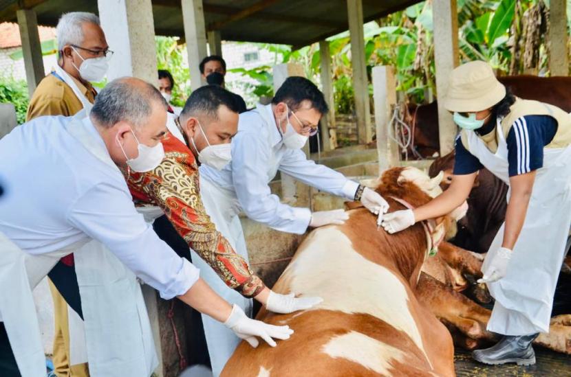 Sapi Kurban Bantuan Presiden untuk Riau Sebesar 814 Kg