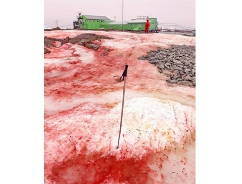 Fenomena Langka, Ada  â€˜Salju Merah Darahâ€™ di Antartika