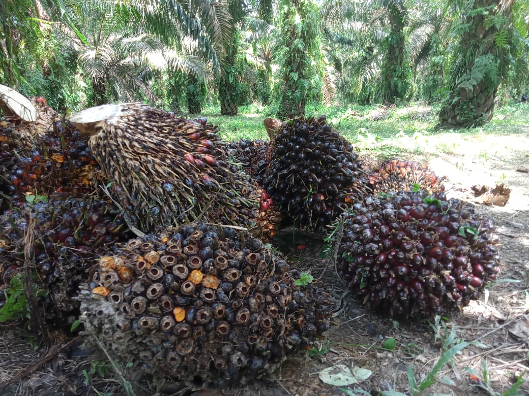 Turun 1,13 Persen, Harga Sawit Riau Jadi Rp 3.565,77 Per Kg