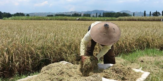 Tertinggi, Nilai Tukar Petani Riau per September Naik 3,35 persen Persen