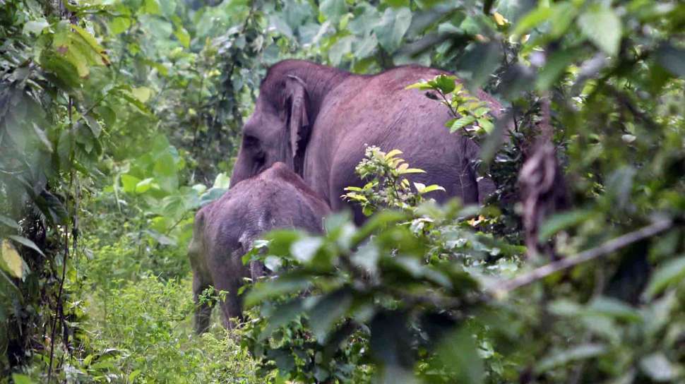 Masuk Perkebunan, Gajah Obrak Abrik Tanaman Warga di Kampar