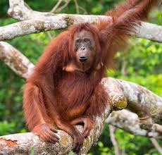 Orangutan Gigit Mulut Petani di Aceh karena Dilempari Batu