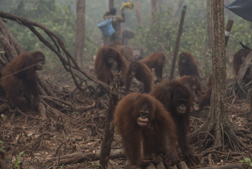 37 Orang Utan di Palangkaraya Terkena ISPA Akibat Kabut Asap