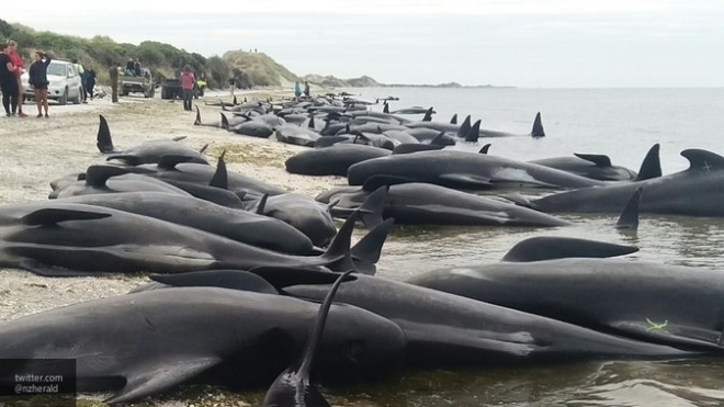 Wow, 145 Paus Pilot Terdampar di Sepanjang Bibir Pantai Selandia Baru