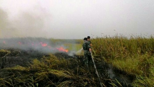 20 Hektar Lahan Terbakar, BPBD Ingatkan Masyarakat Tak Bakar Lahan Sembarangan